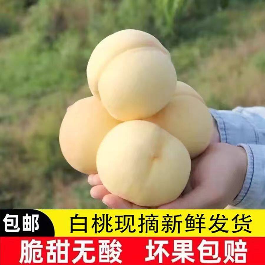 山西奶油大白蜜桃新鲜白如玉桃子水蜜桃白玉毛桃应季水果整箱