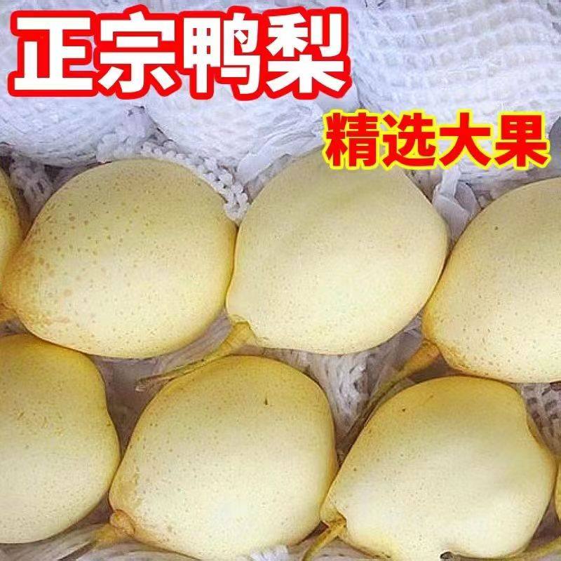 正宗水晶鸭梨水果产地直销5斤新鲜整箱山东梨当季脆甜多汁蜜梨子