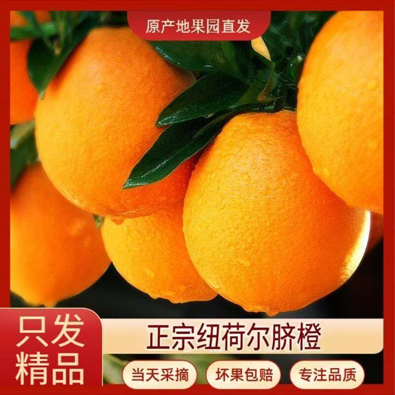 云南纽荷尔脐橙当季橙子整件包邮新鲜水果橙子高山脐橙特价
