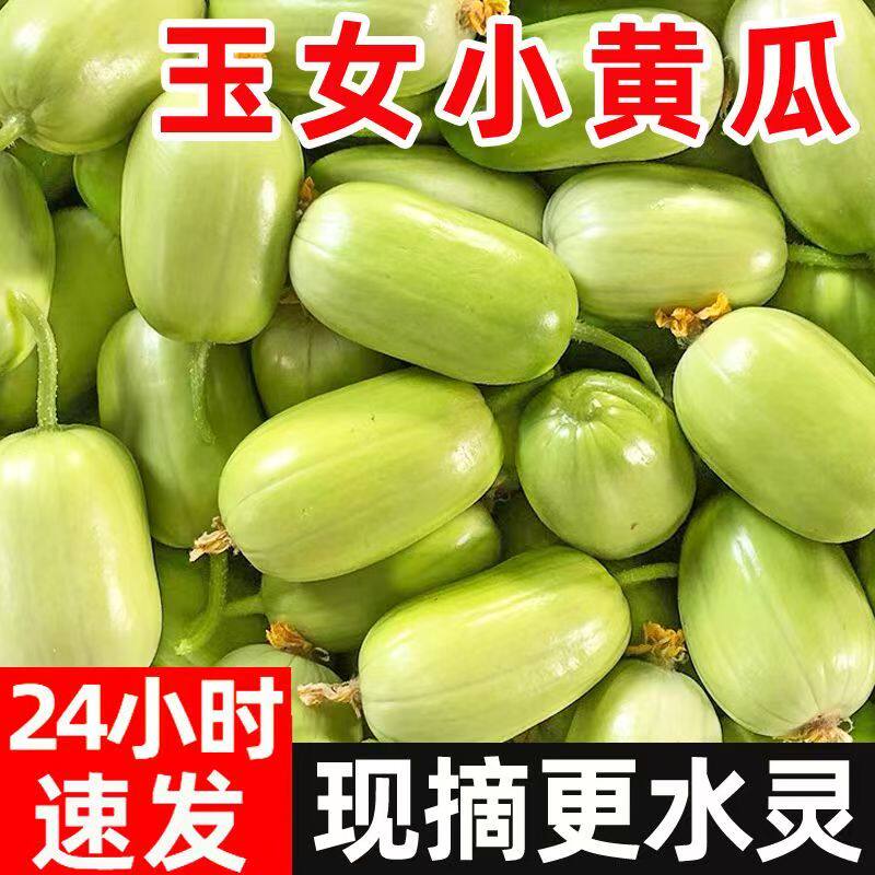 黄瓜新鲜玉女黄瓜水果小黄瓜拇指生吃青瓜东北旱白玉黄瓜蔬菜包邮