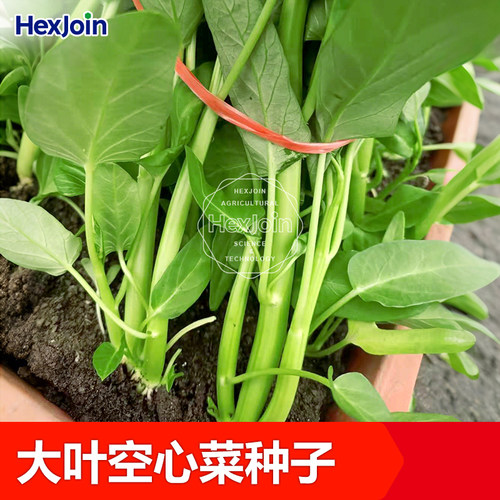 大叶空心菜种籽耐热耐湿新手可种