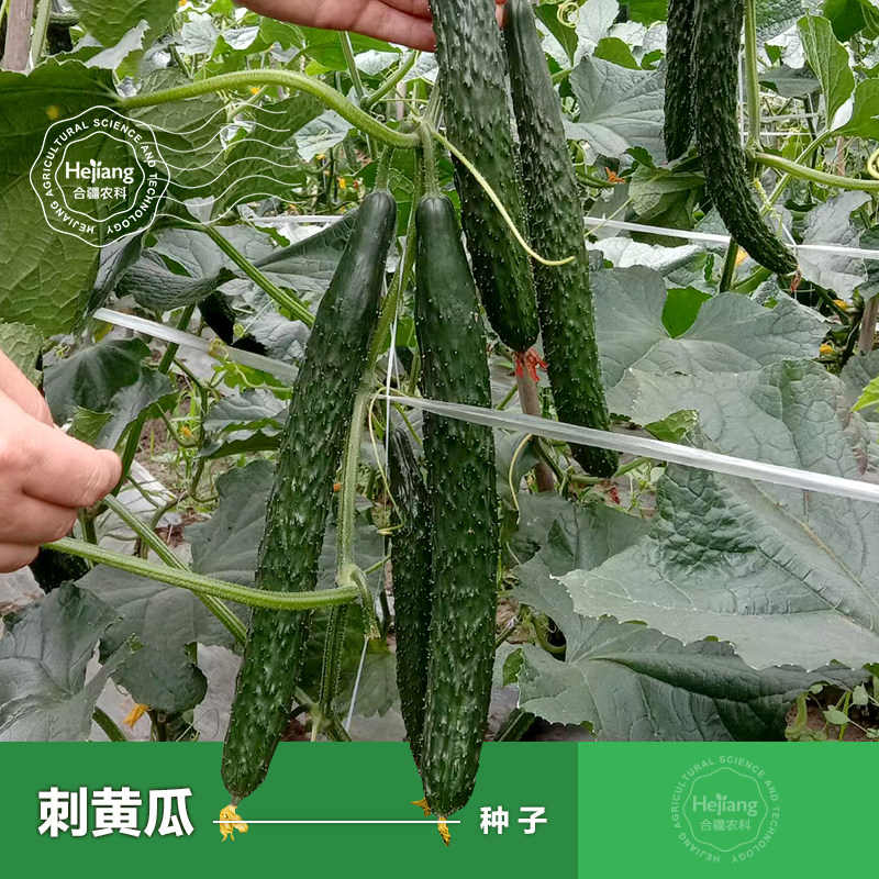 黄瓜种籽子旱黄瓜籽种子莱籽春季阳台盆栽种植四季蔬菜种孑大全_虎窝淘