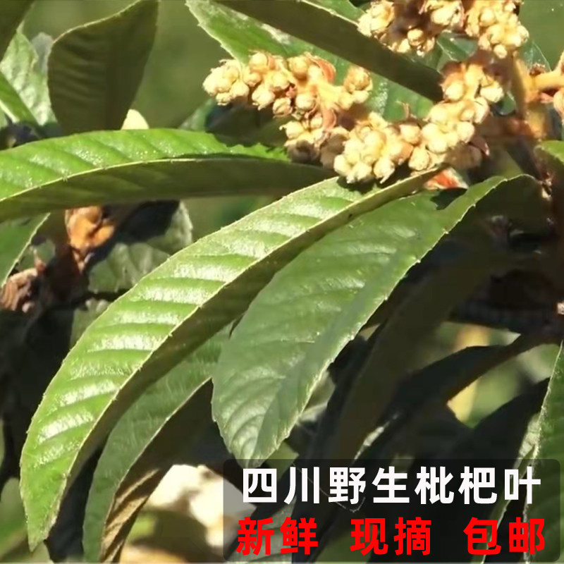 四川野生枇杷树叶500g