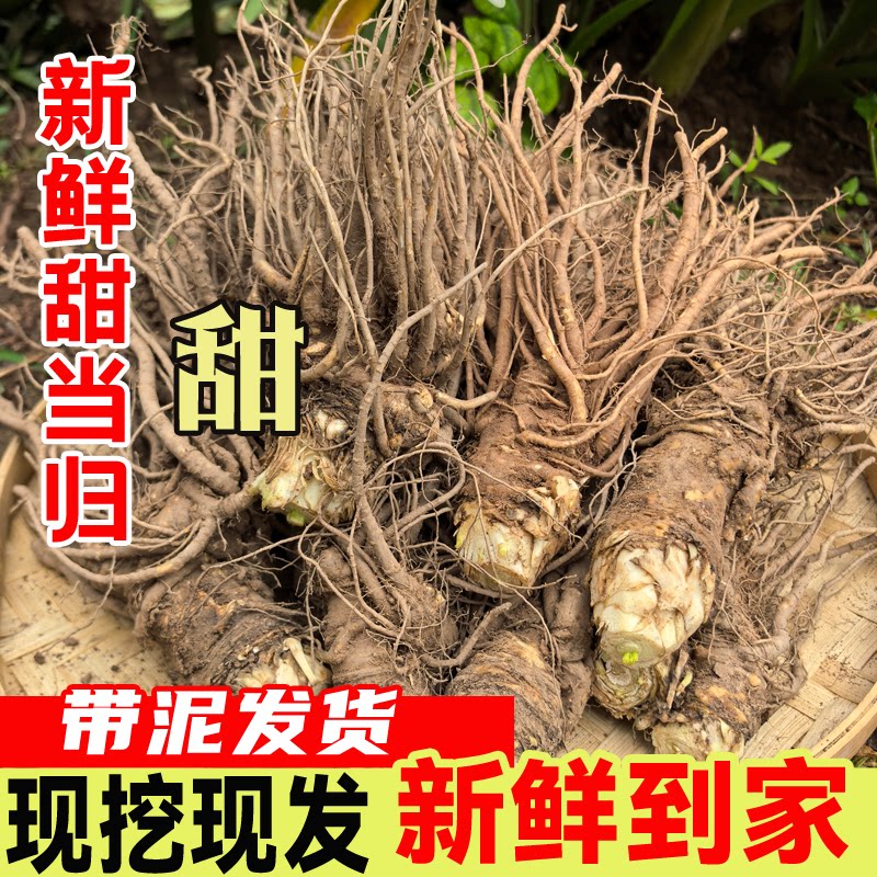 四川特级新鲜现挖当归深山采挖无硫可配党参黄芪鲜当归煲汤辅料