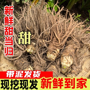四川特级新鲜现挖当归深山采挖无硫可配党参黄芪鲜当归煲汤辅料