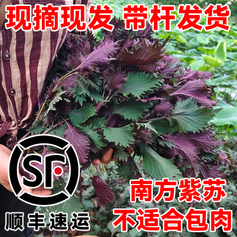 顺丰包邮四川现摘新鲜紫苏叶苗