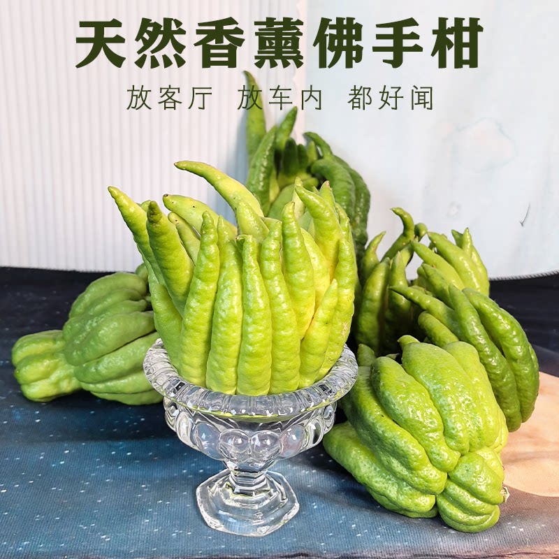 四川新鲜佛手柑精品观赏果