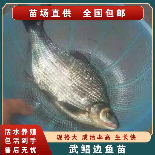 武昌鱼苗鳊鱼苗三角鲂鱼
