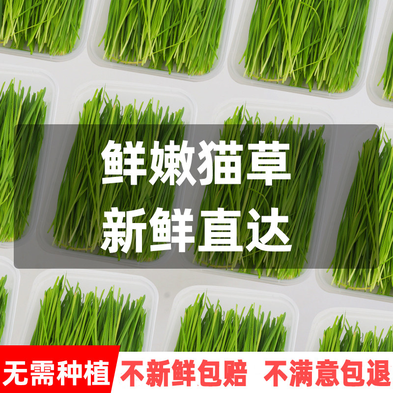 坏了包赔即食新鲜已种好猫草盒化毛去毛球猫薄荷猫零食懒人猫草