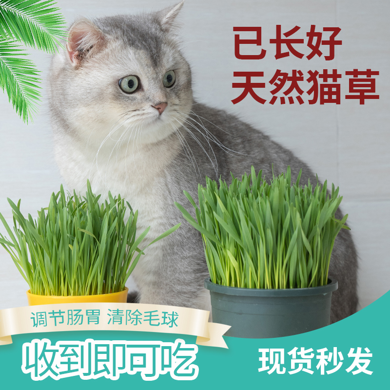 天然猫草已种好盆栽发芽长好猫咪用品大全去毛球猫零食种子猫薄荷 宠物/宠物食品及用品 猫草/猫草片 原图主图