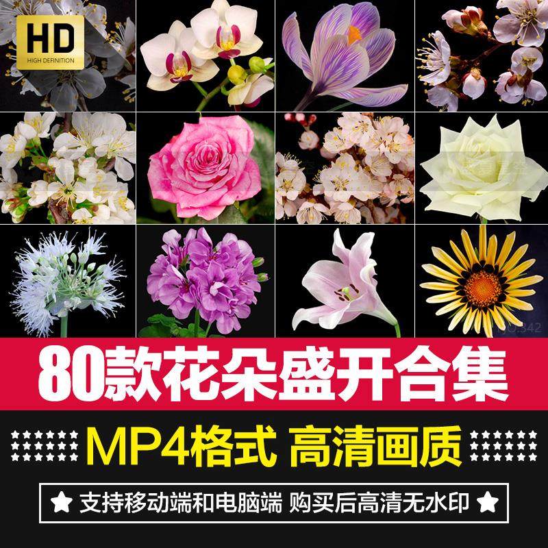 鲜花植物花朵盛开生长发芽开花过程延时特写实拍短片剪辑视频素材