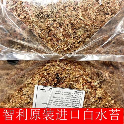 智利原包进口5星级白水苔品质高