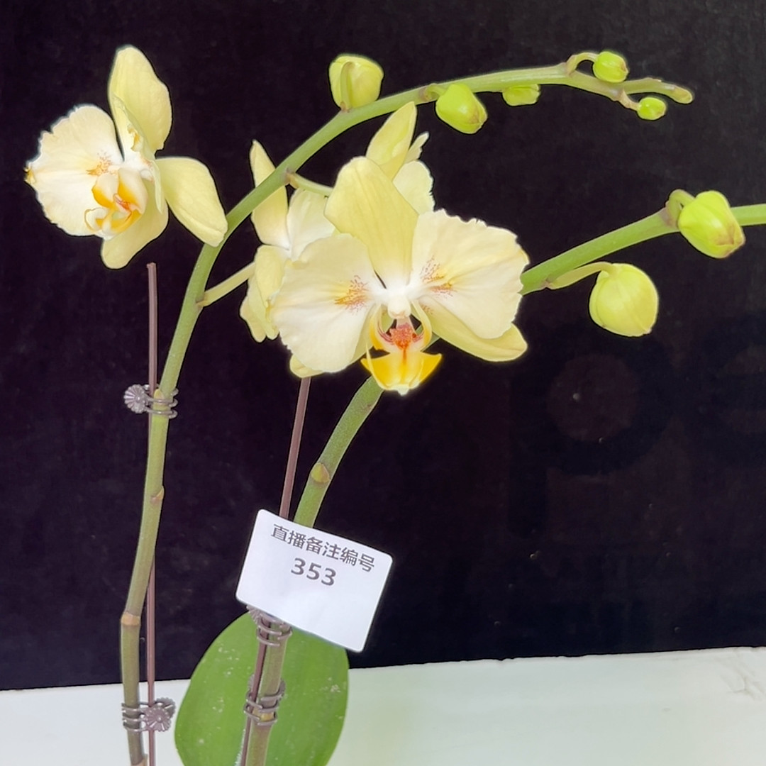 3.5寸芳美双剑蕾丝两眼变异,鲜花速递/花卉仿真/绿植园艺,国兰/杂交兰/洋兰类,淘宝优惠券,粉丝福利购,淘宝优惠卷