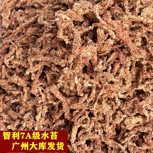 进口水苔蝴蝶兰换盆专用高品质