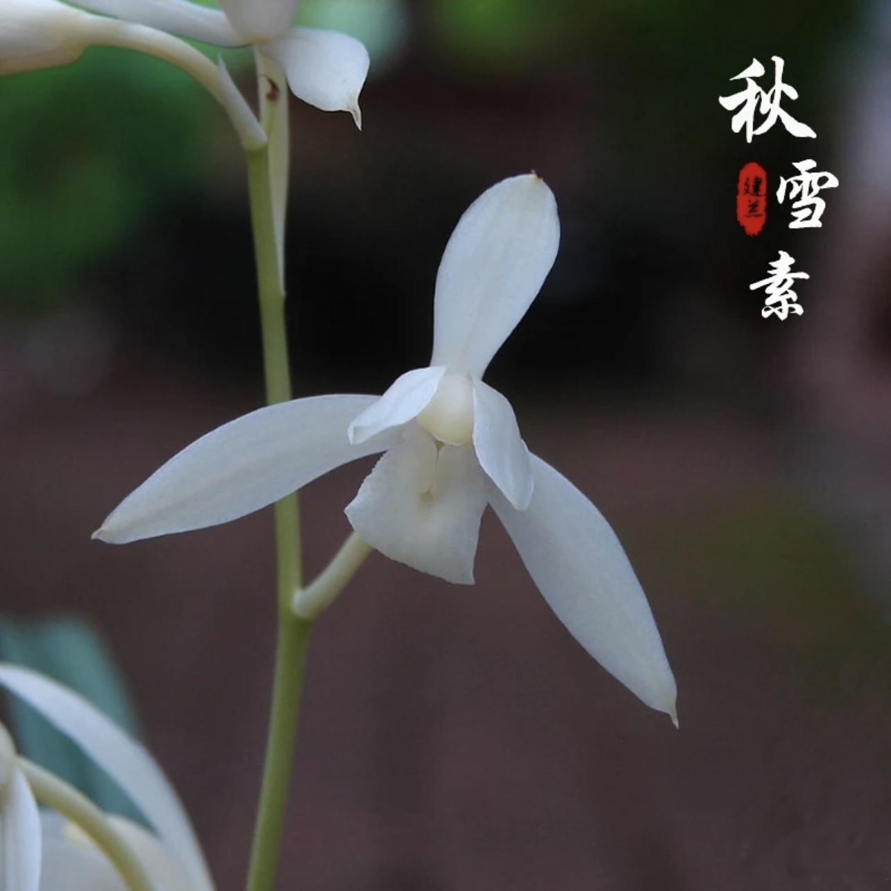 兰花苗建兰素花铭品秋雪四季兰浓香室内夏秋季带花苞阳台书房绿植