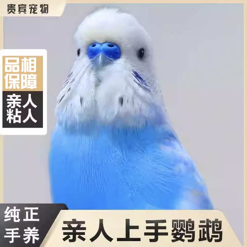 【平台担保】会说话的鹦鹉