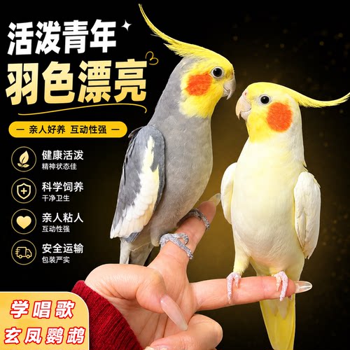 玄凤鹦鹉活体会学说话手养宠物鸟