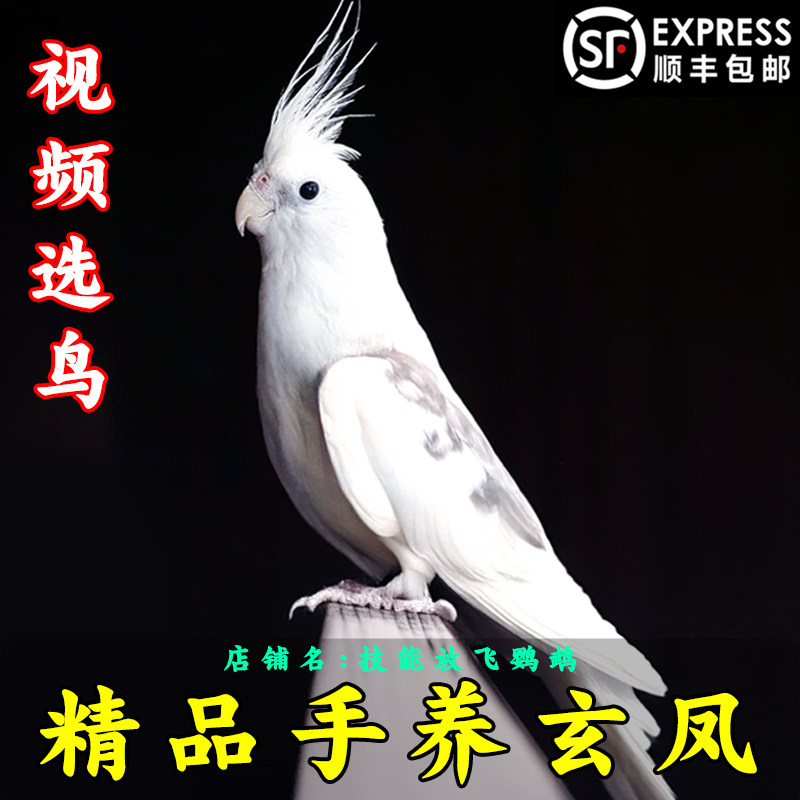 玄凤鹦鹉活体会学说话手养宠物黄化玄凤一对可繁殖鸟活物鹦鹉活鸟