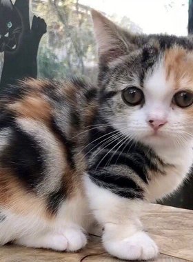 中华田园猫小花猫橘猫土白猫猫咪三纯黑猫奶牛猫白狸猫狸白猫橘猫