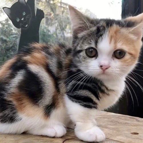 中华田园猫小花橘土白咪三纯黑奶