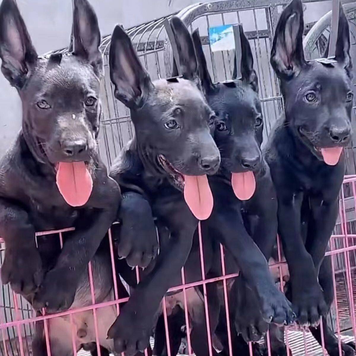 黑狼幼犬纯种看家护院三个月黑狼犬全黑色大型中华狼狗只售纯种犬