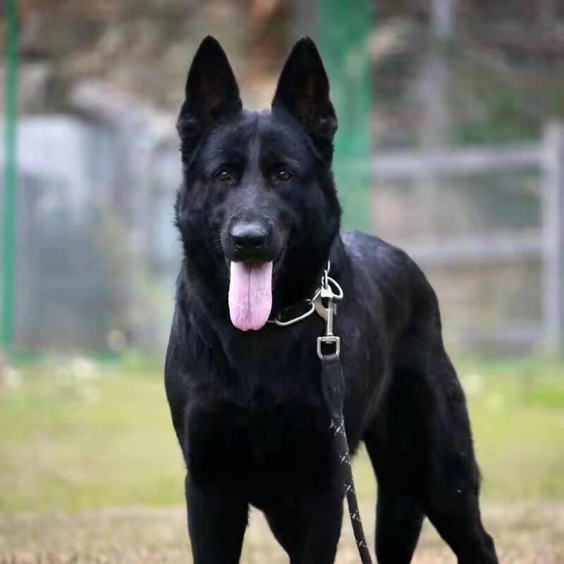 便宜小狼狗黑狼犬幼犬混血大型狼犬中华狼犬全黑纯黑便宜犬狼狗