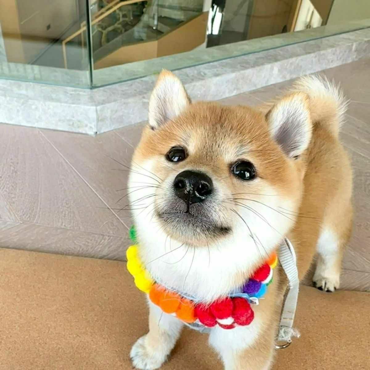 纯种柴犬幼犬豆柴日本柴犬可爱幼崽小型犬幼崽赤色活物宠物狗秋田