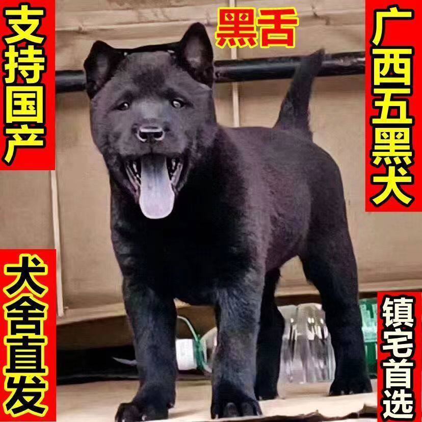 麒麟五黑犬广西土猎犬赶山犬大骨架混血纯黑土狗活物狗中华田园犬