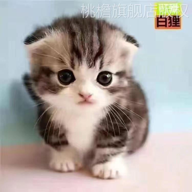 猫咪活体中华田园猫橘猫狸猫黑白奶牛猫三花猫黑猫白猫幼崽家养猫-封面