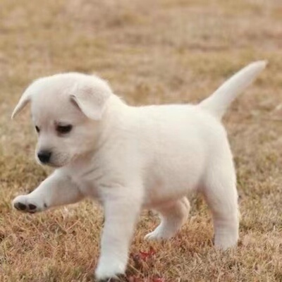 中华田园犬家养幼犬活体土狗金毛拉布拉多混血狗狗看家黄狗黑白狗