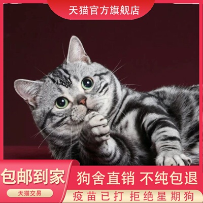纯种美短猫虎斑加白起司