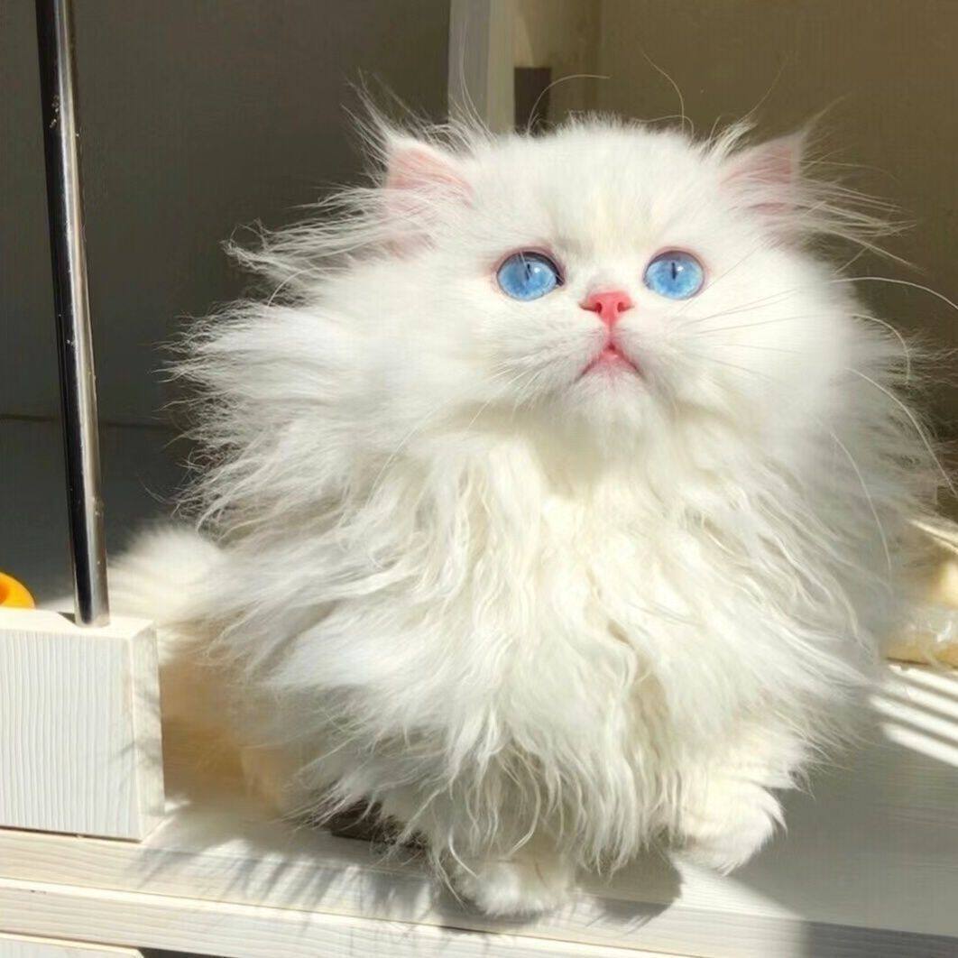 纯白山东狮子长毛女猫可爱狮子猫临清狮子猫金瞳狮子猫异瞳狮子猫