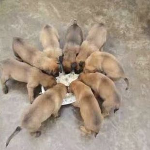 精品土狗活物大型土狗活体农村看家护院犬中华田园犬大黄狗领养