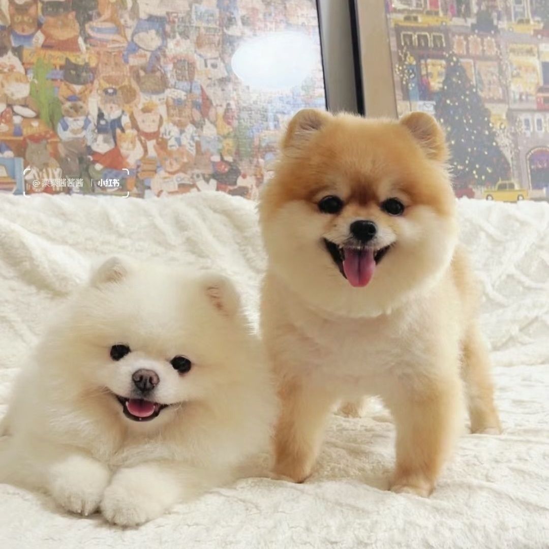 博美犬幼犬茶杯犬长不大袖珍迷你俊介小型犬家养宠物活体狗狗好养