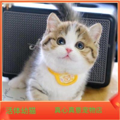 中华宠物猫桃檐家养短毛