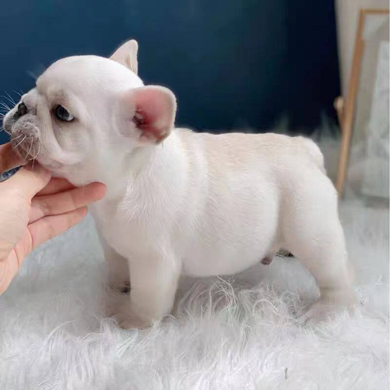 活体混血法斗犬幼犬法国斗牛犬活体蓝牛幼崽宠物狗小狗真狗小型犬