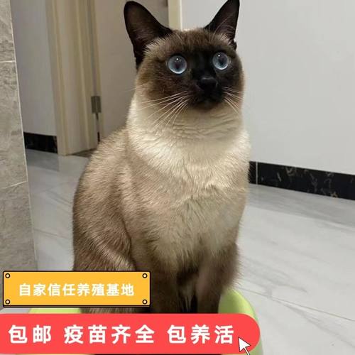 暹罗猫幼虎斑蓝眼重点色