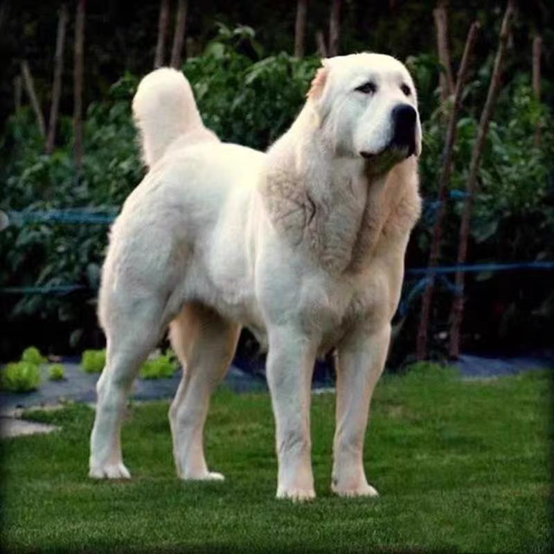 纯种中亚牧羊犬俄罗斯中亚牧羊犬中亚幼犬活体巨型中亚犬护卫猛犬