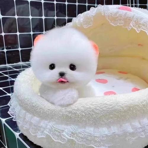 博美幼犬俊介活物长不大博美茶杯犬俊介小型犬袖珍白色宠物狗幼崽
