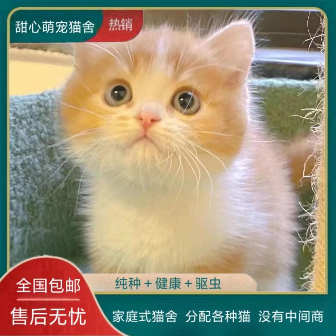 中华田园猫活物橘白猫宠物猫小猫幼猫咪奶牛猫网红三花猫黑猫白猫 宠物/宠物食品及用品 猫咪 原图主图