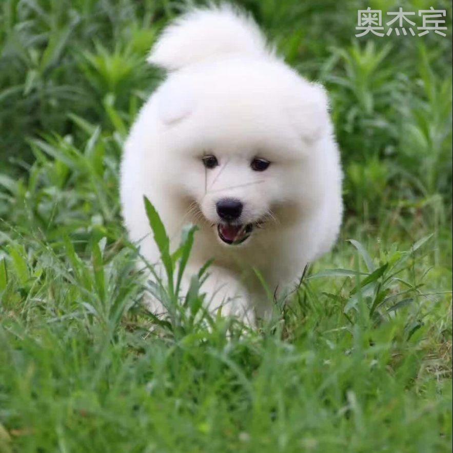 正宗纯种萨摩耶幼犬白色宠物犬双眼皮微笑天使雪橇犬可爱小狗熊版 宠物/宠物食品及用品 狗狗 原图主图