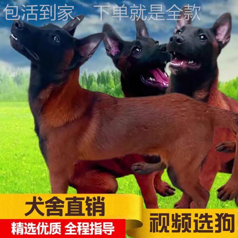 纯种马犬幼活犬体物幼崽小犬狗马爆红活看家护院大型警犬宠物