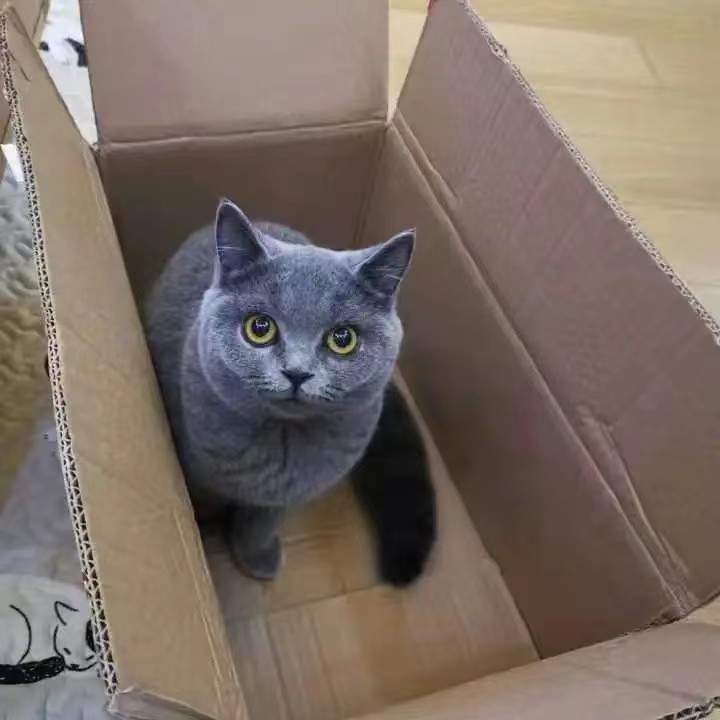 纯种蓝猫成年纯英短蓝白英国短毛猫宠物猫蓝胖子青年英短蓝猫活体
