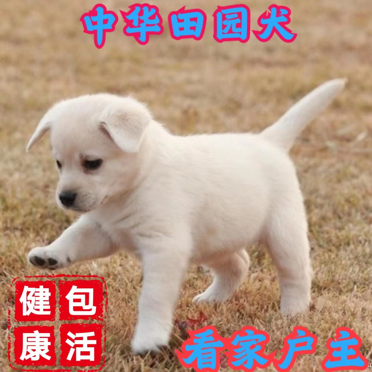 家养中华田园犬土狗幼犬小狗混血狗小黄狗幼崽狗崽子活体活物