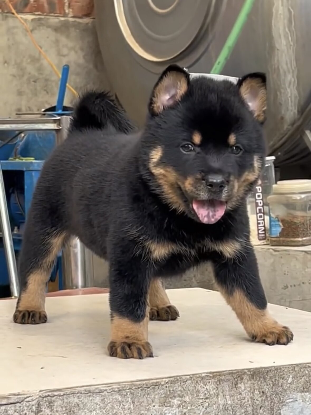五黑犬广西土猎犬狩猎犬中华田园犬农村大黄狗下司犬幼犬看家护院
