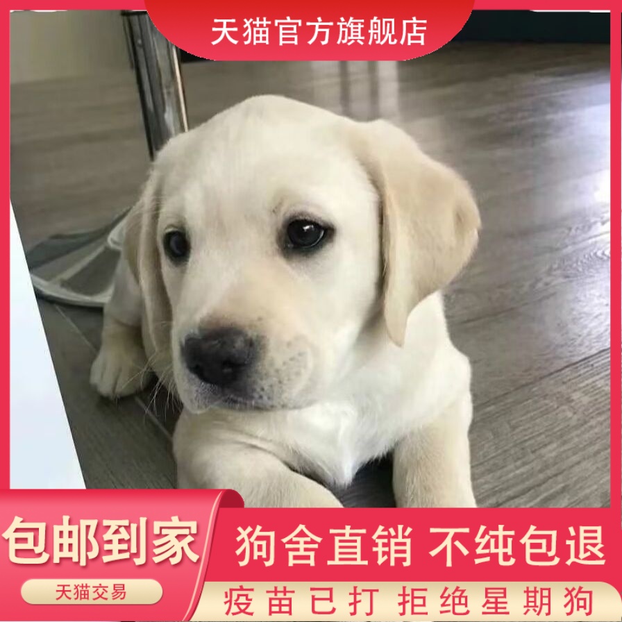 纯种拉布多犬幼活体导盲
