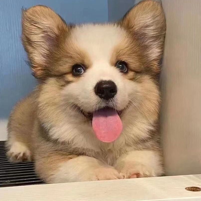 柯基幼犬黄白柯基小短腿黄白三色柯基小狗小型宠物狗可型柯基幼犬