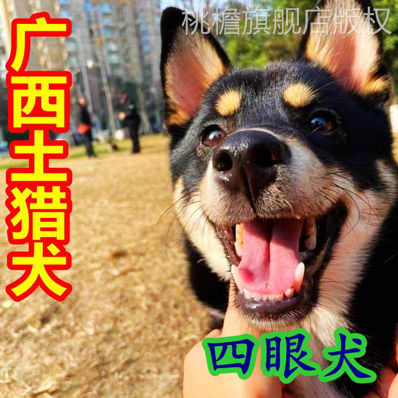中华田园犬看家护院大型犬活物四眼铁包金幼犬农村土狗便宜活物狗