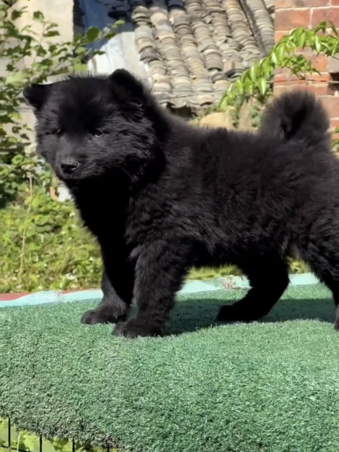 广西土猎犬五黑犬虎头狩猎犬看家护院纯黑短毛中华田园犬忠诚便宜