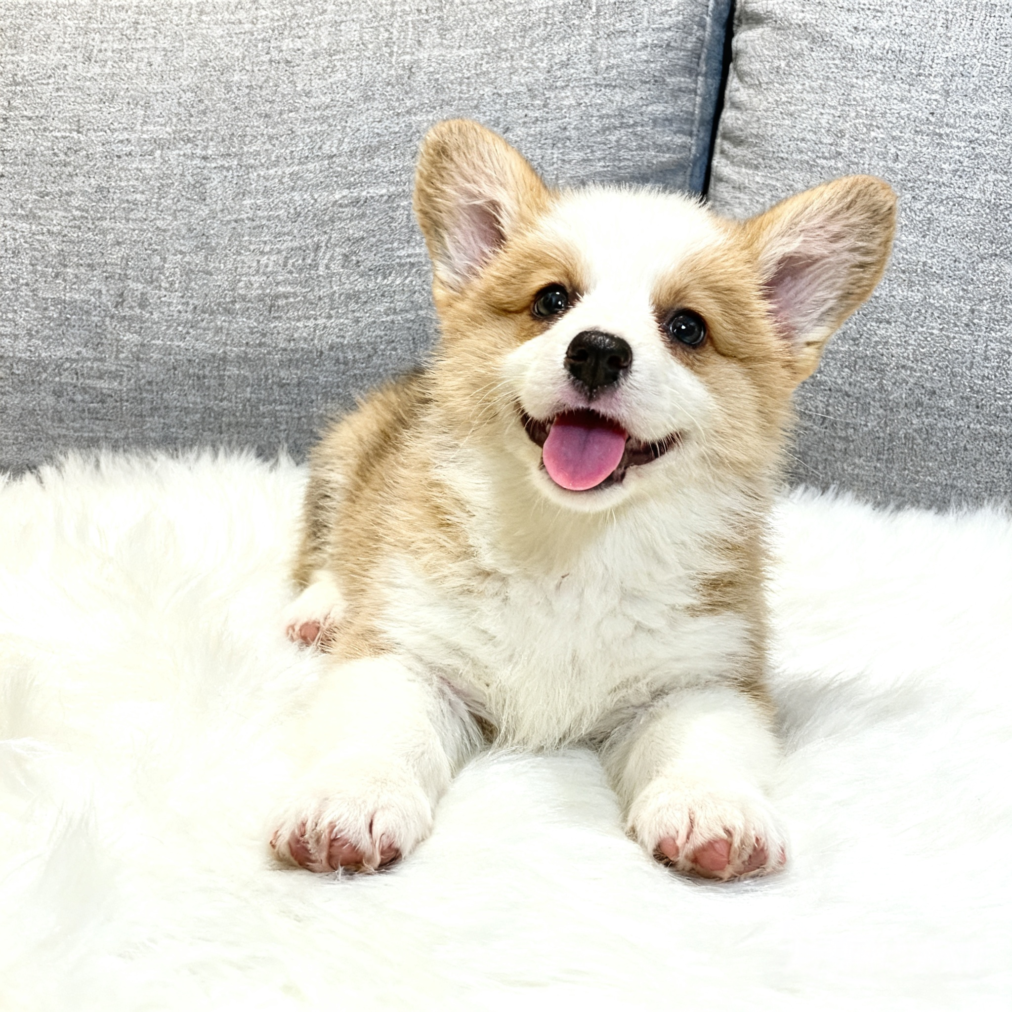 柯基幼犬超萌犬狗便宜小狗黄白花小陪伴小短腿活泼伴侣犬幼崽可爱